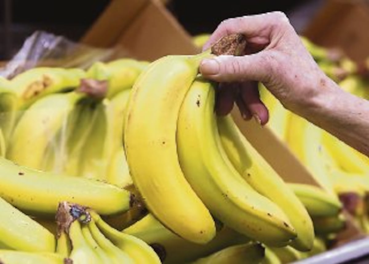 Frutas panameñas conquistan Europa: bananas, piñas y sandías al top