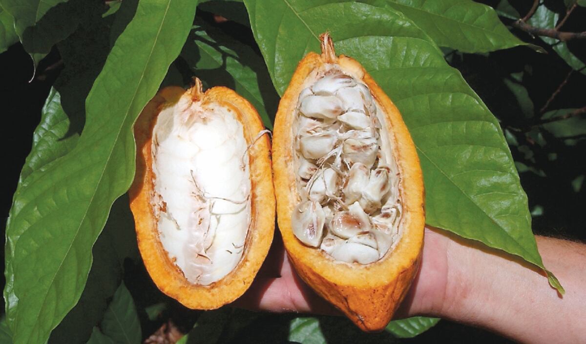 Cacao bocatoreño se lleva distinción de bronce