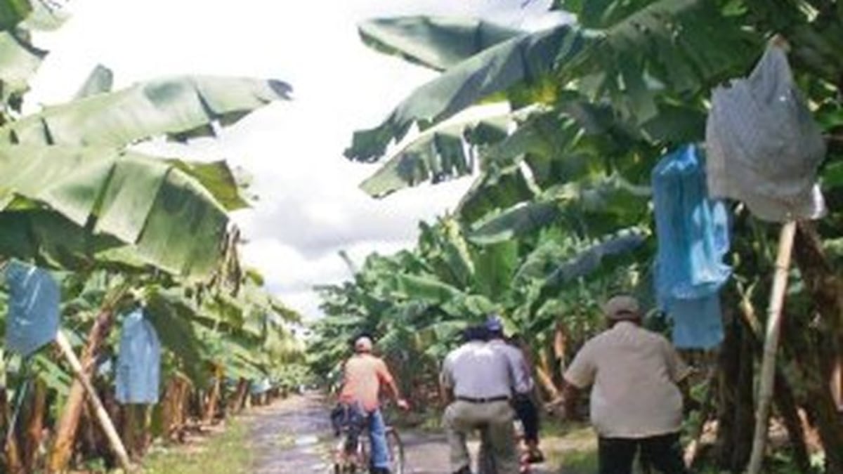 Gobierno aprueba el  pago de salario a trabajadores bananeros que participaron en huelga  