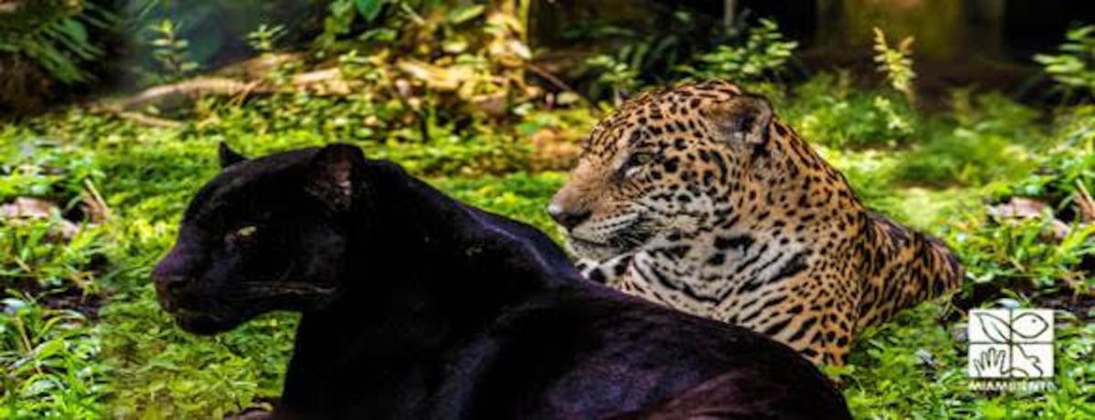 Panamá recibirá 2 millones de balboas para el Proyecto de Conservación de Felinos y Especies de Presa