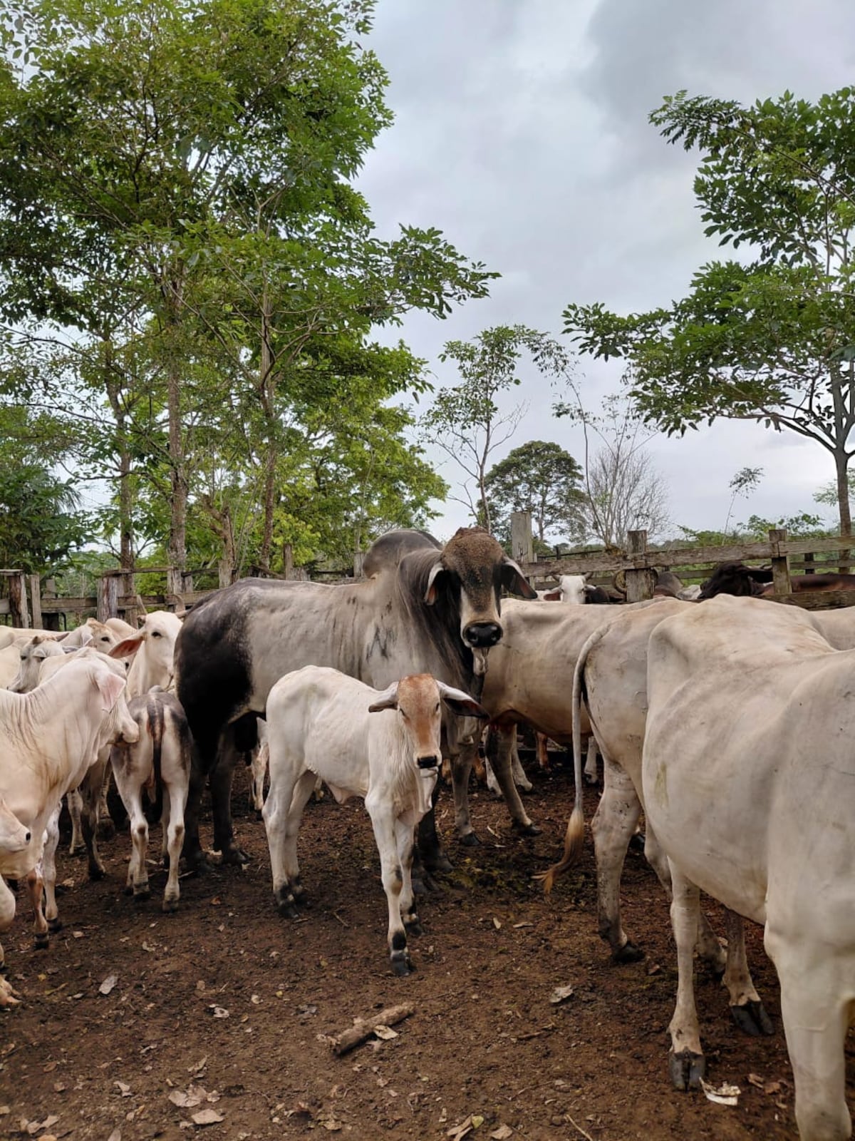 Un solo semental logra 25 crías y llama la atención en Darién