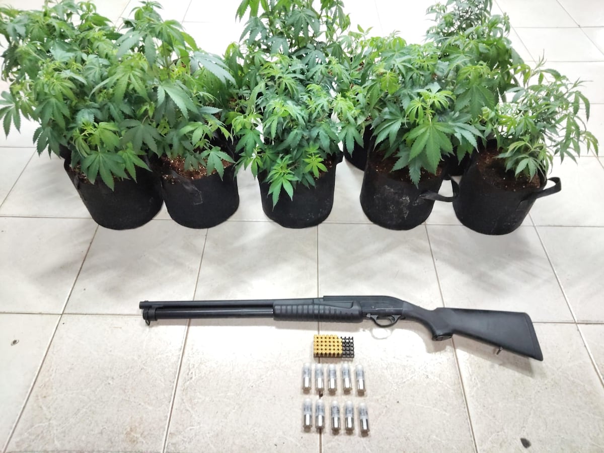 Escopeta, municiones y 30 plantones de marihuana: esto le encontraron a un colombiano durante un allanamiento en Vacamonte