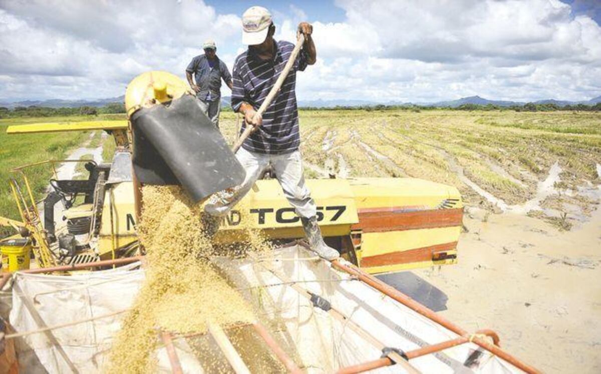 Proyecciones de siembra de arroz en Panamá alcanzan las 18.500 hectáreas