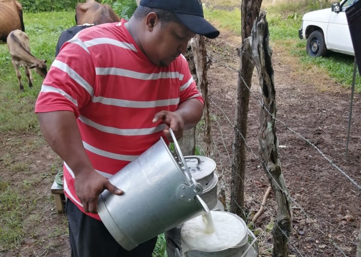 Penonomé y Aguadulce, líderes en producción lechera de Coclé, se enfrentan a duras pruebas