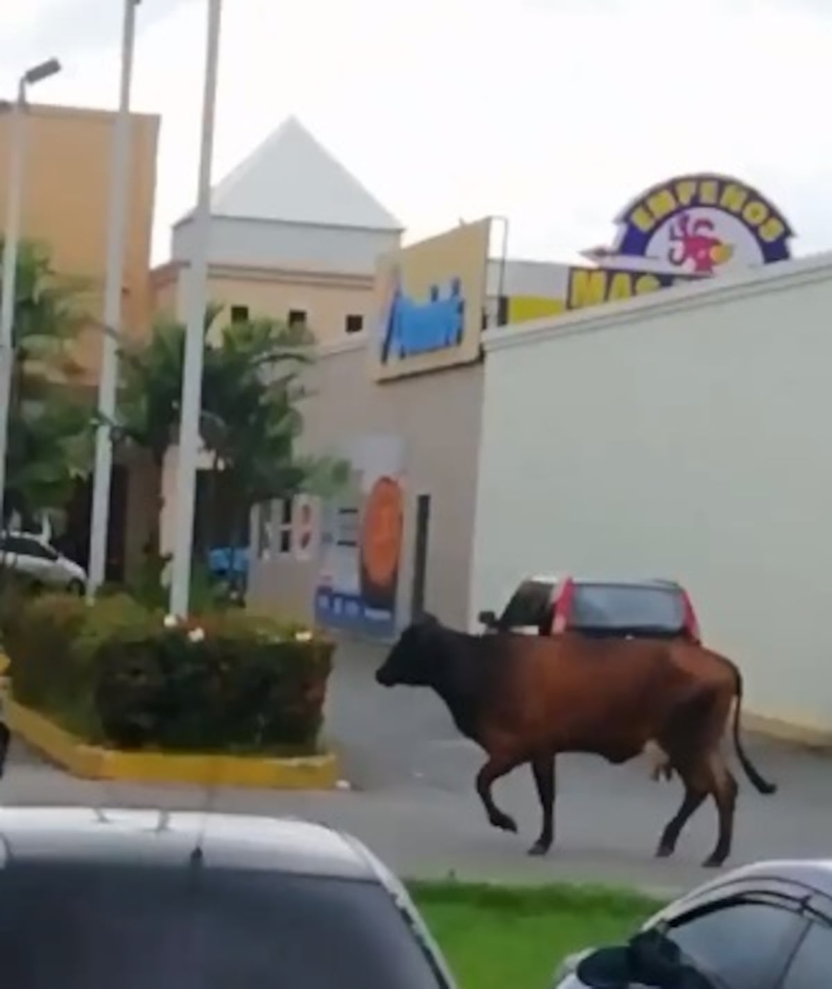 A correr se ha dicho. Vaca en soltura en pleno centro comercial. Video viral