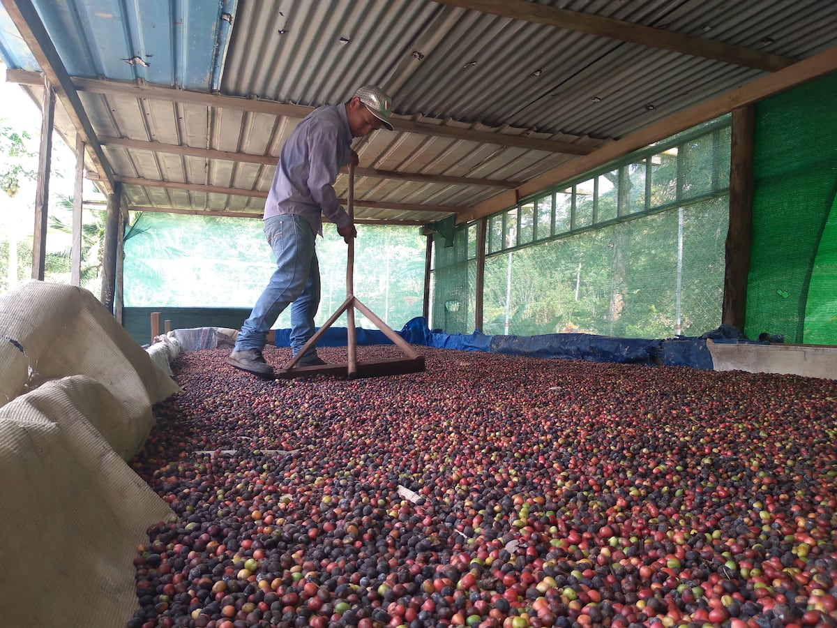 Café, la esperanza de productores en las montañas de Capira