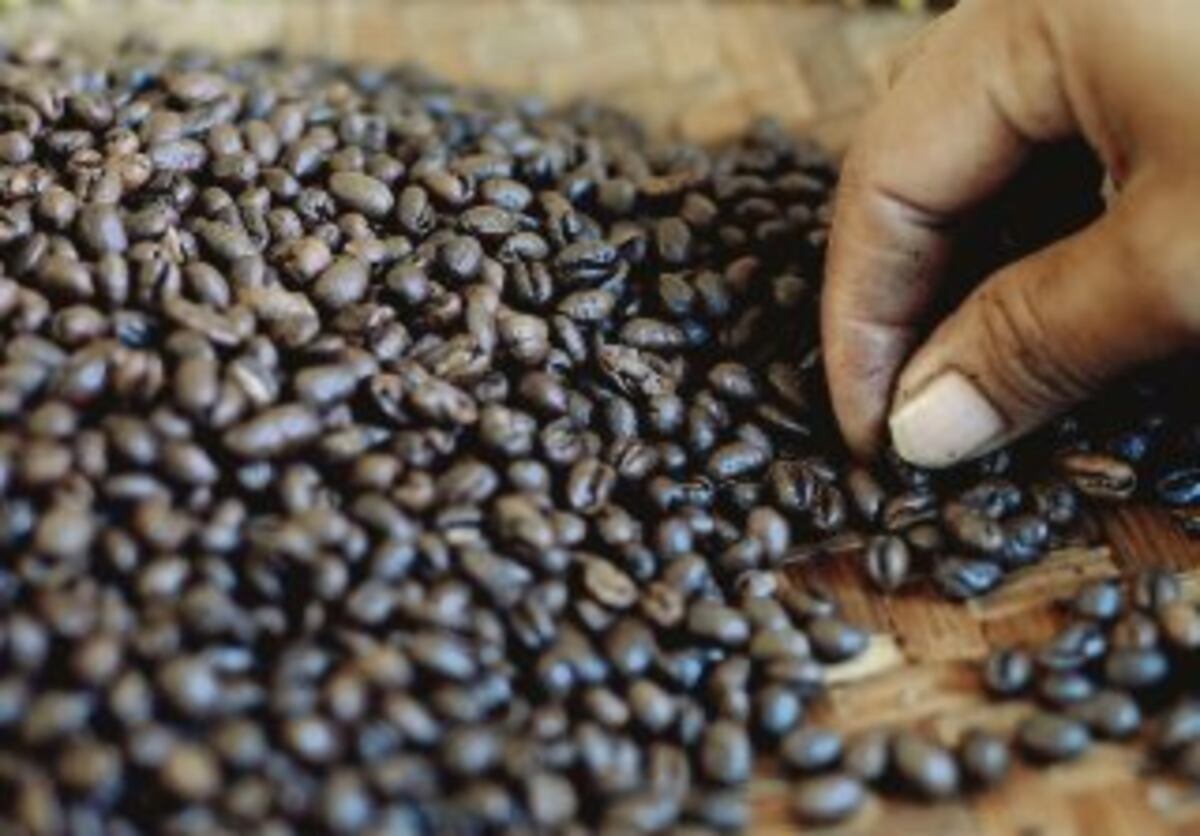 Productores de café prueban suerte en Israel