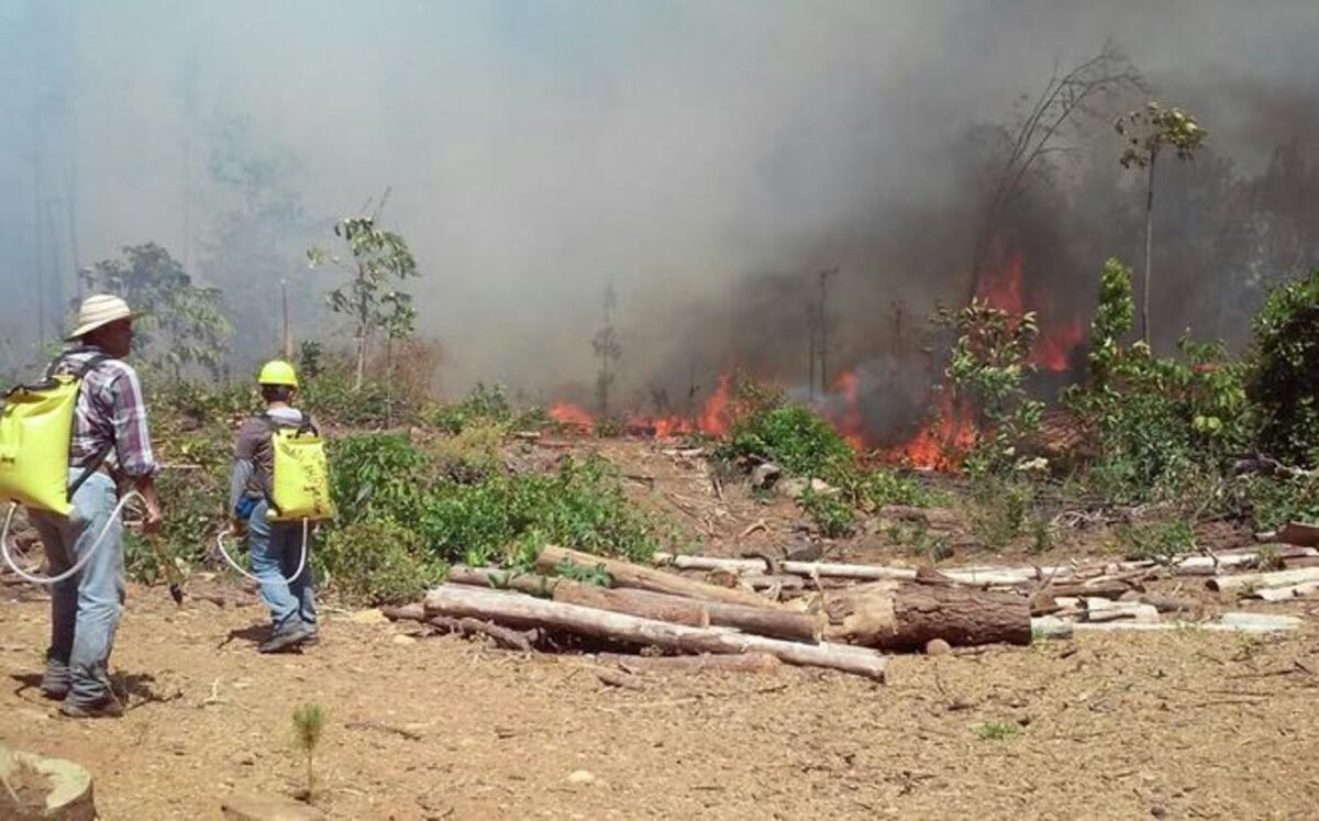 70 hectáreas afectadas por incendio en Los Lajones