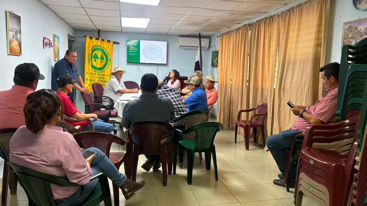 MIDA busca revivir el tomate industrial en Los Santos con plan estratégico