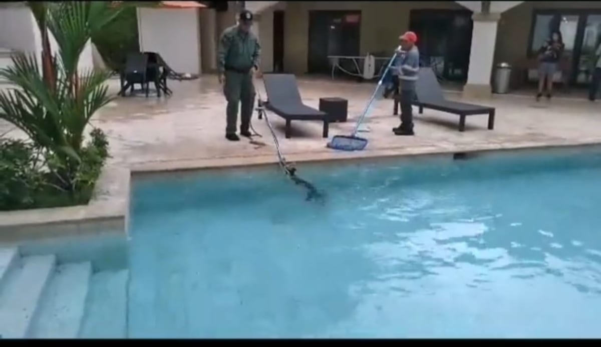 Video. Qué susto. Familia iba a darse un chapuzón y en la piscina de su casa nadaba un caimán