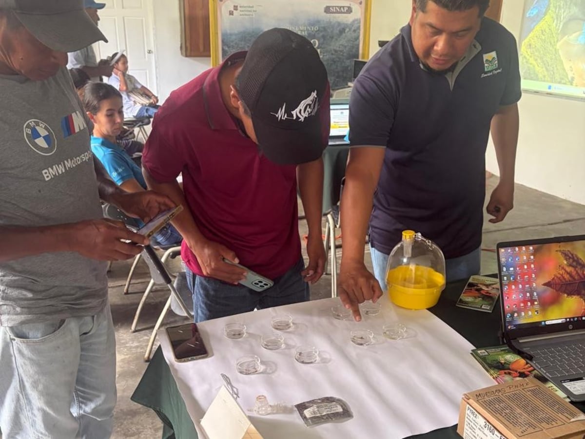 Coclé se arma contra el picudo anillo rojo