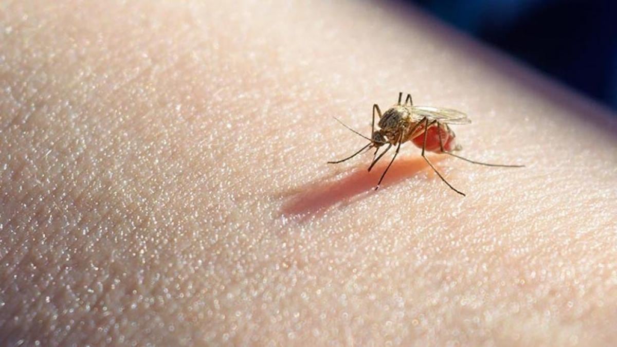 Siguen los casos de malaria y leishmaniasis en la ciudad capital 