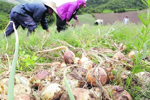 Productores de cebolla advierten sobre posible aumento de precios en los próximos meses
