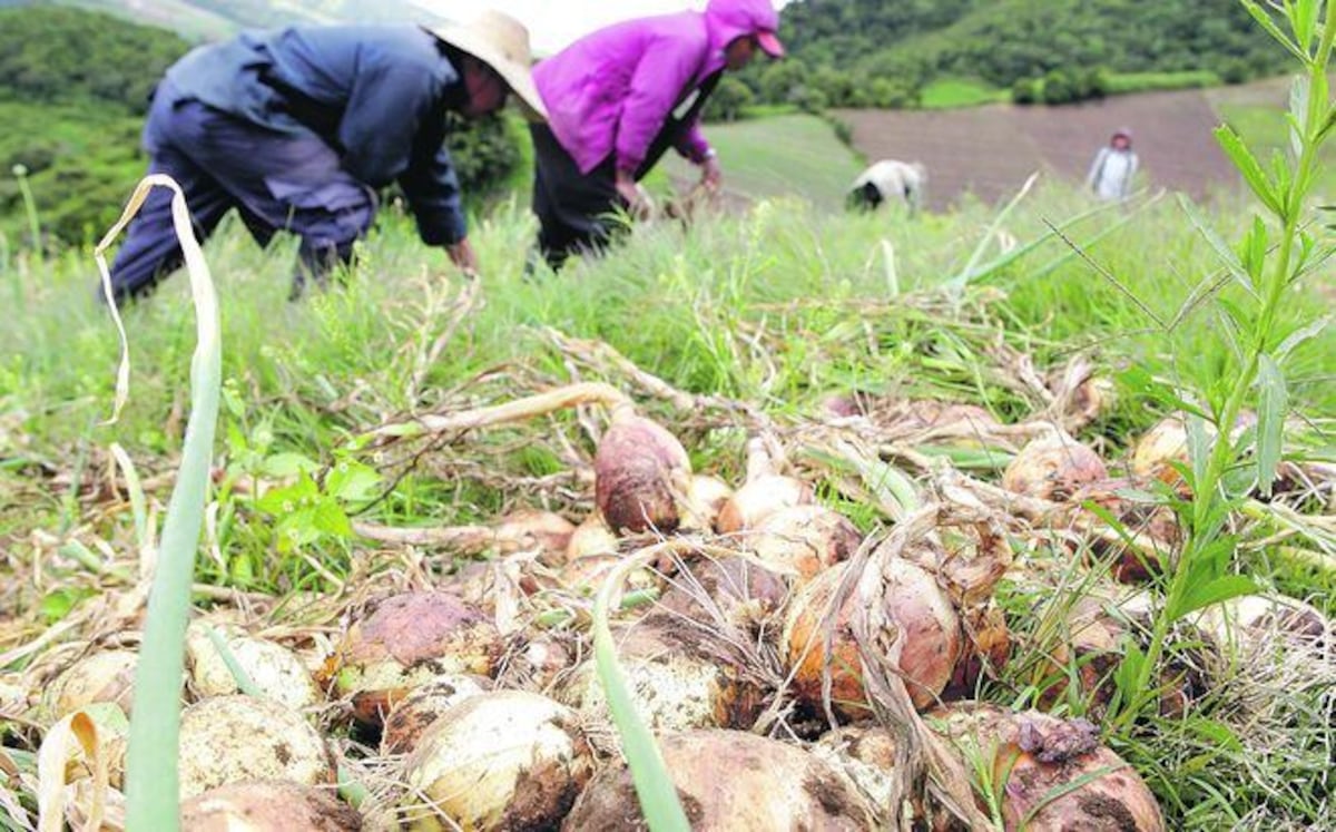 Productores de cebolla advierten sobre posible aumento de precios en los próximos meses