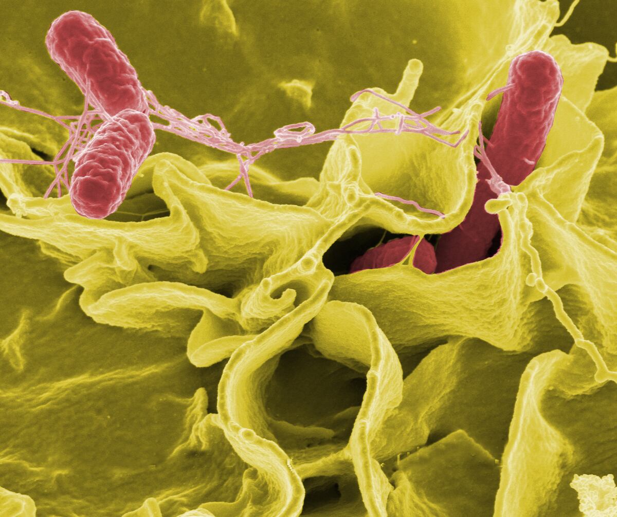 Alertan de Salmonella en jugos y yogur; Aupsa reacciona