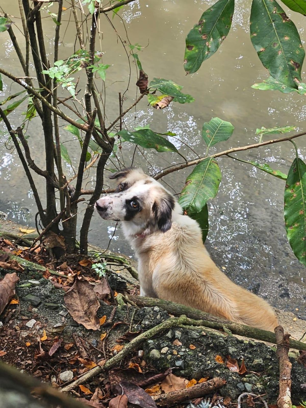 La perrita más buscada de Panamá enfrenta cocodrilos y sobrevive