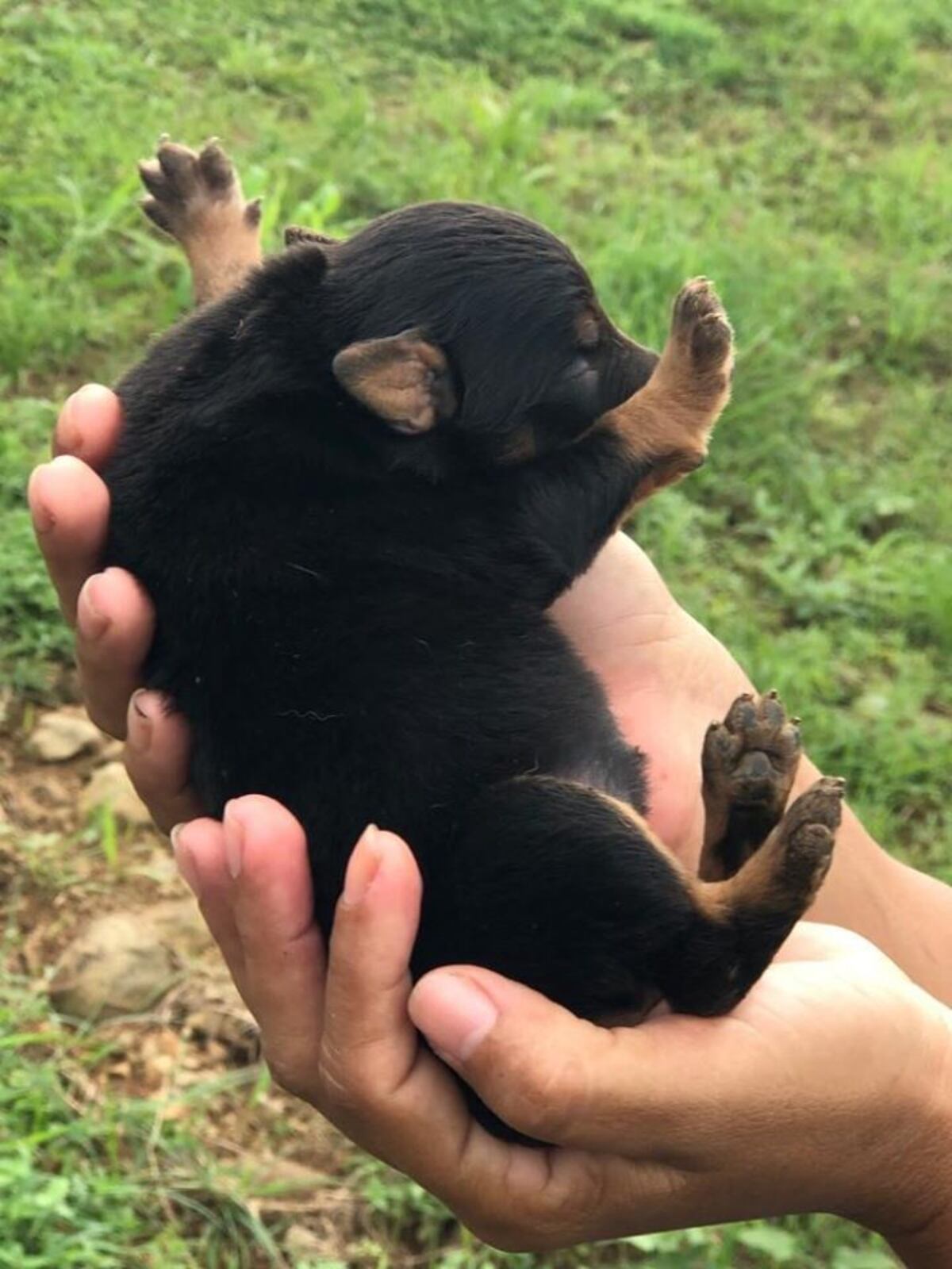 Policía Nacional adoptará perritos