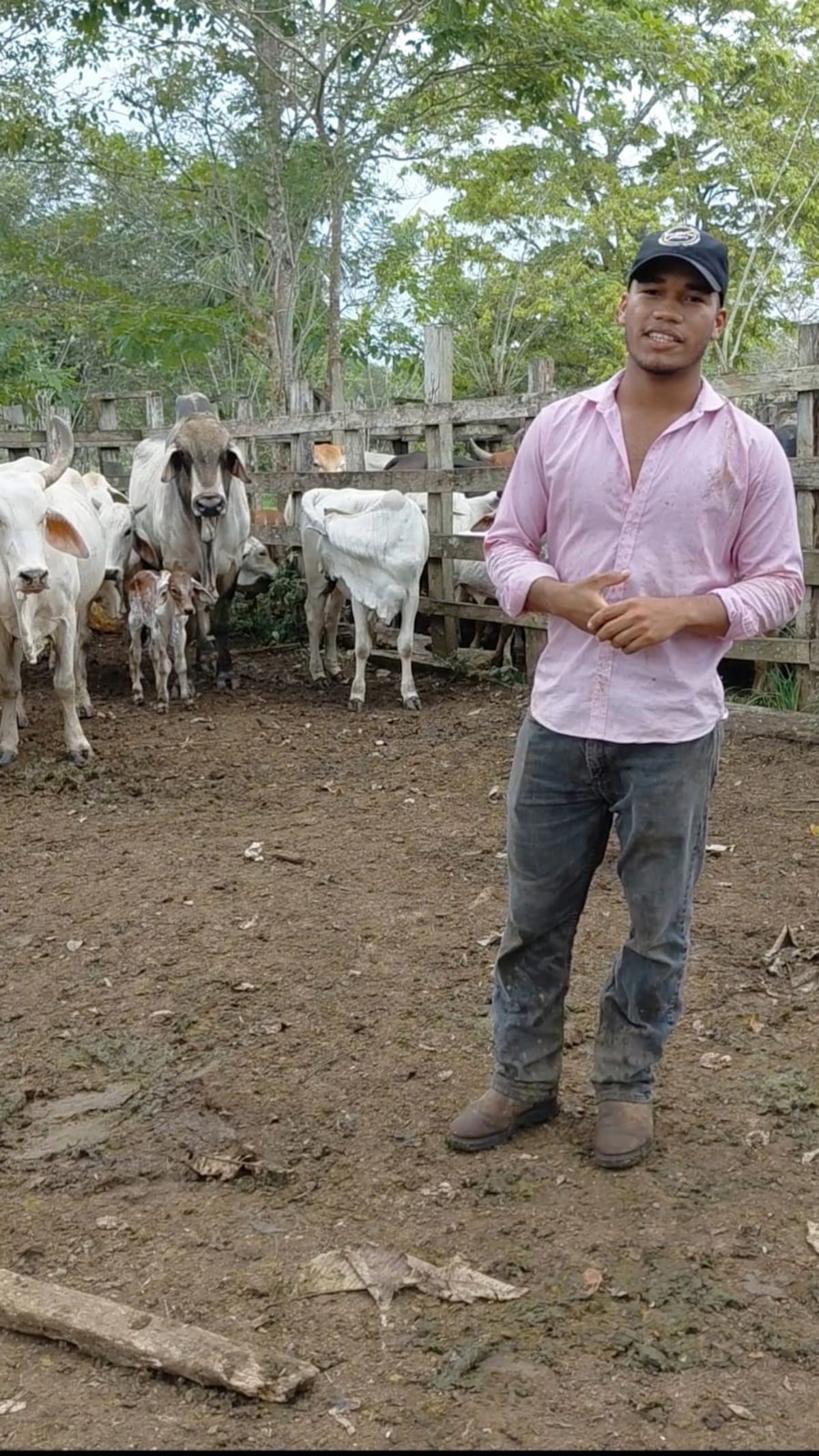 Un solo semental logra 25 crías y llama la atención en Darién