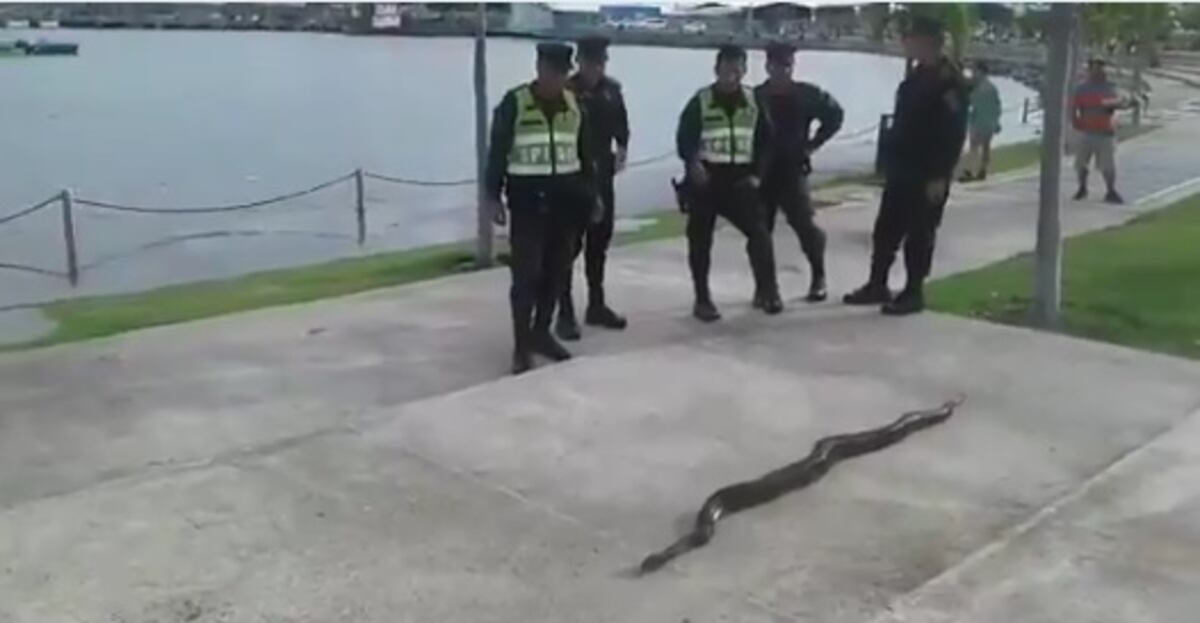 Revuelo. Una enorme serpiente se paseaba en la Cinta Costera. La capturan. Video