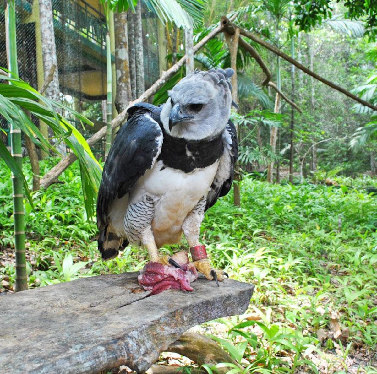 Sigue la búsqueda del águila harpía hurtada del Parque Municipal Summit