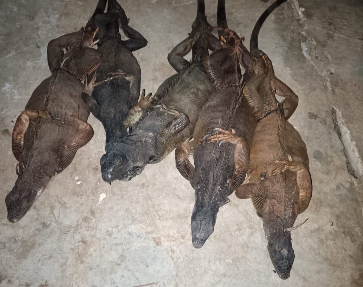 Capturan a hombre con iguanas embarazadas y un venado muerto en el Polígono de Tiro Emperador