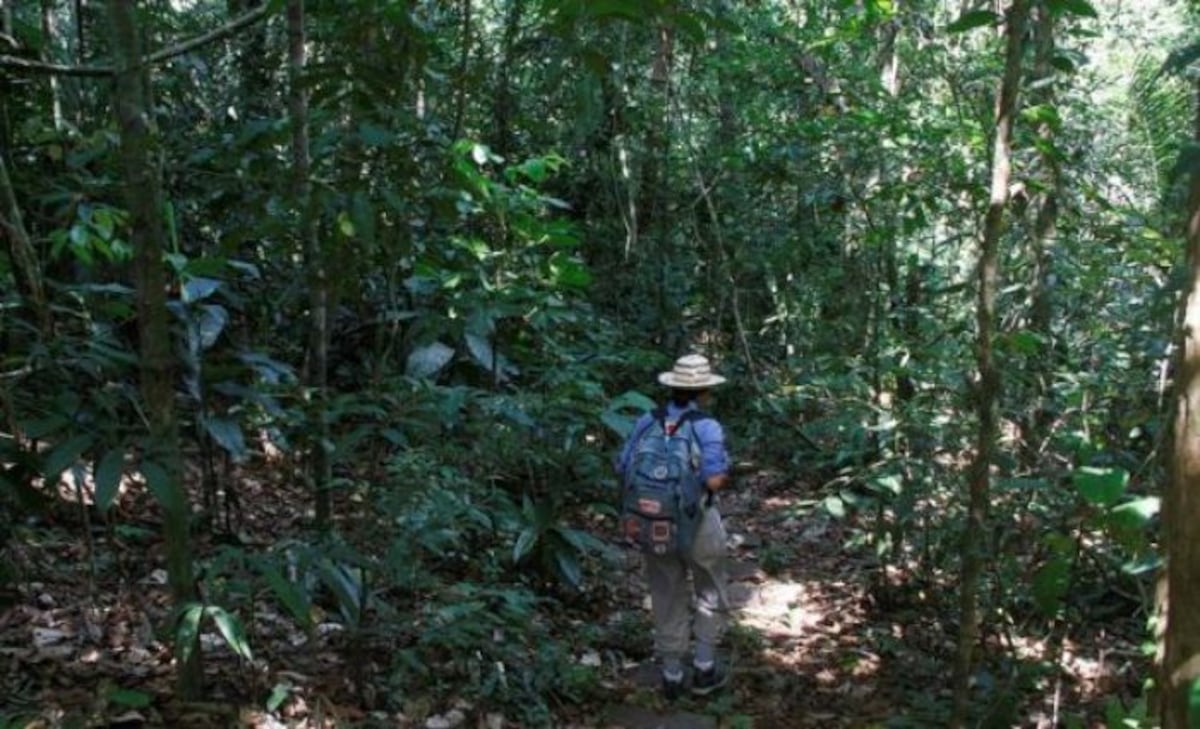 La NASA escoge proyecto de Panamá sobre manejo sostenible de bosques