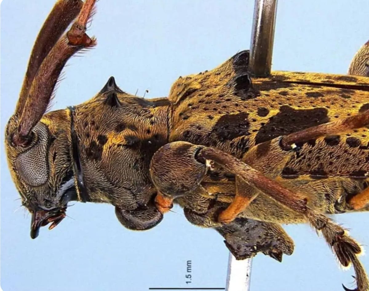 La biodiversidad panameña se expande: descubren nueva especie de escarabajo