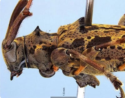 La biodiversidad panameña se expande: descubren nueva especie de escarabajo