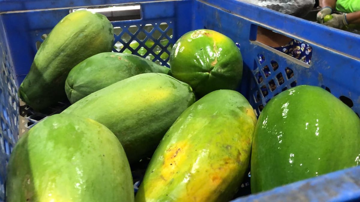 Panamá exportará 39 mil libras de papayas hacia los Estados Unidos