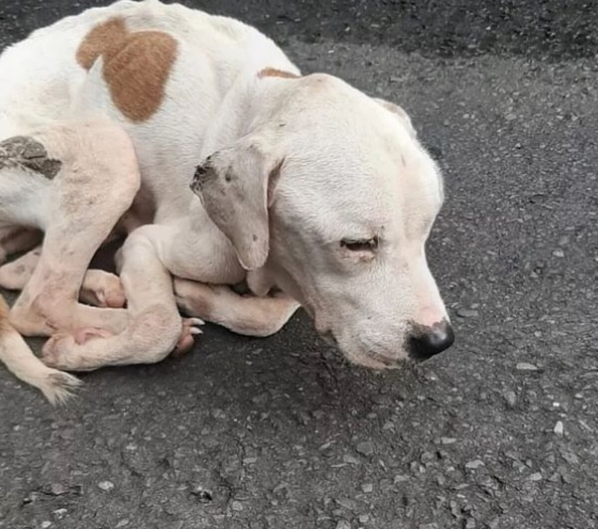 Estuvo con ella hasta que falleció. La despedida que le sacó lágrimas a Castalia Pascual