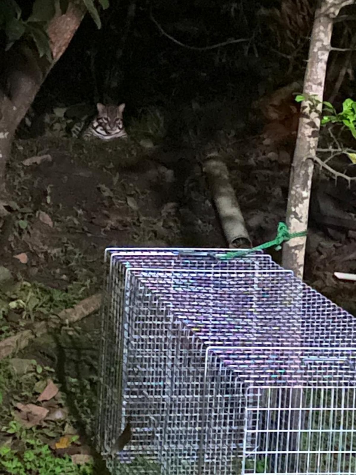 Gato de casa. En San Miguelito, un ‘manigordo’ bajaba todas las tardes a comerse las gallinas y mascotas de los vecinos hasta que lo pillaron +Fotos 