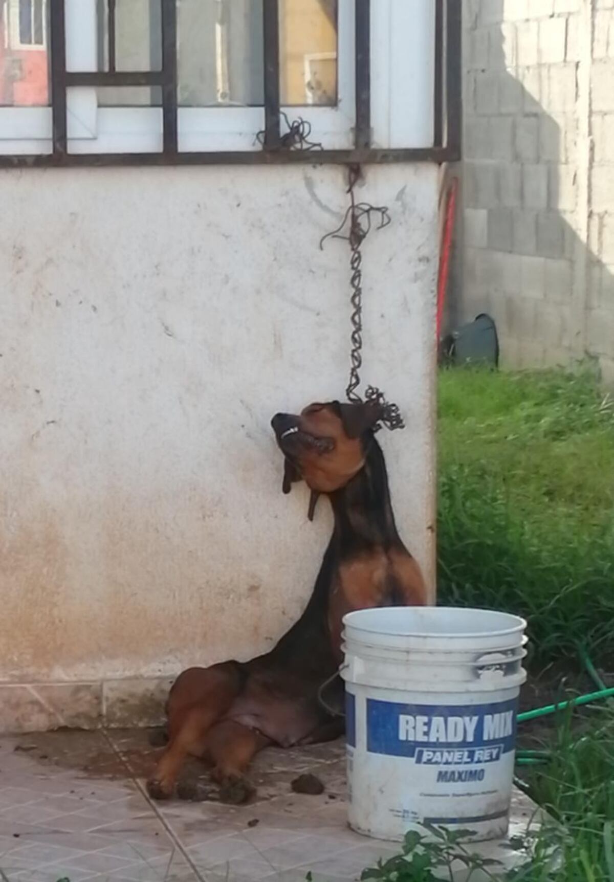 Imagen impactante. Perro muere ahorcado en La Chorrera