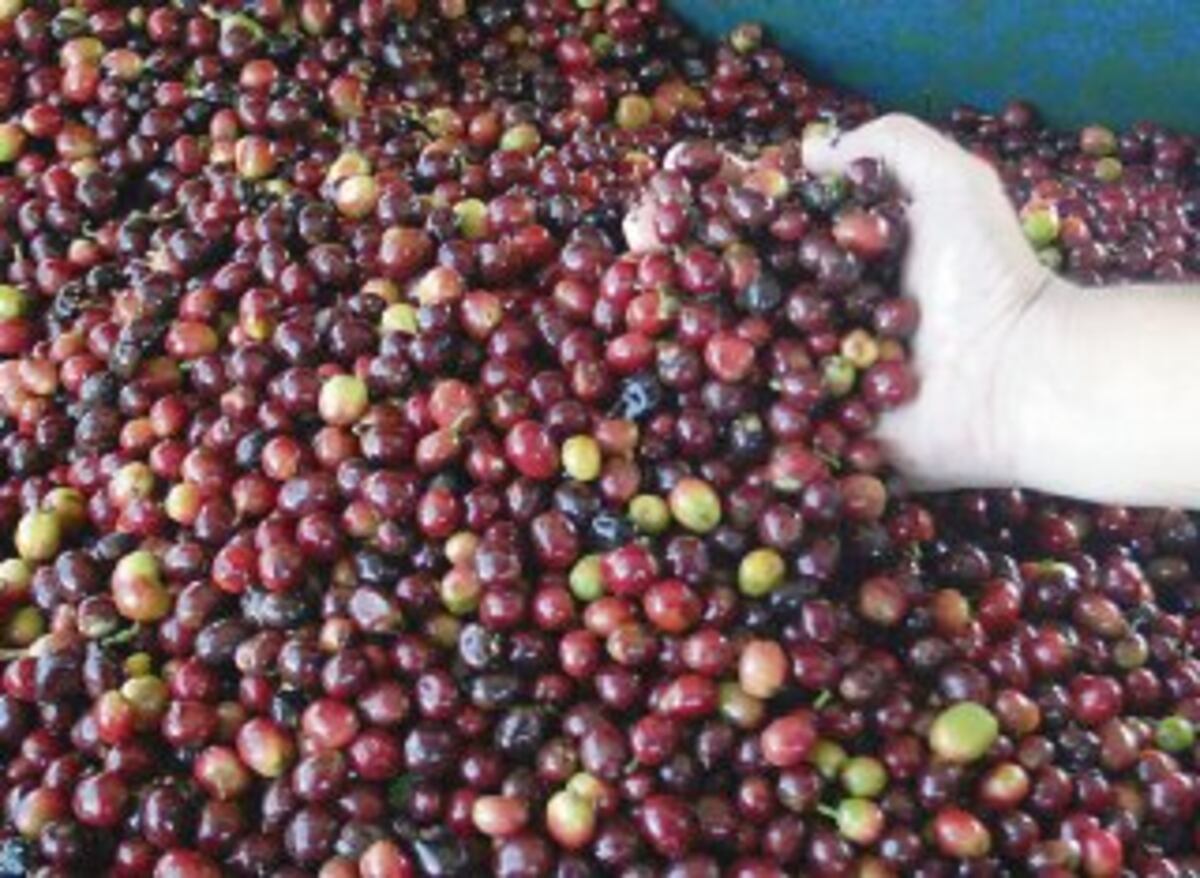 Productores de café prueban suerte en Israel