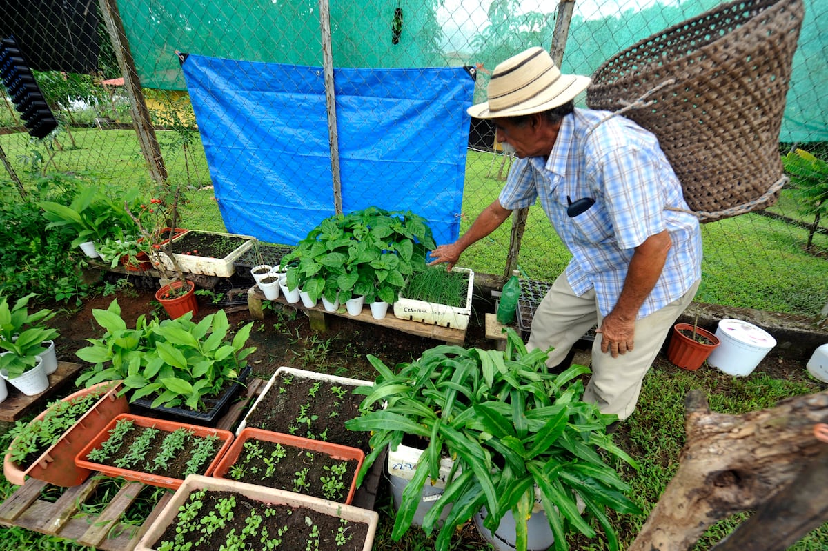 Mi Agro. Huertos urbanos, una opción que puede realizar en patios o balcones. ¡Anímese!