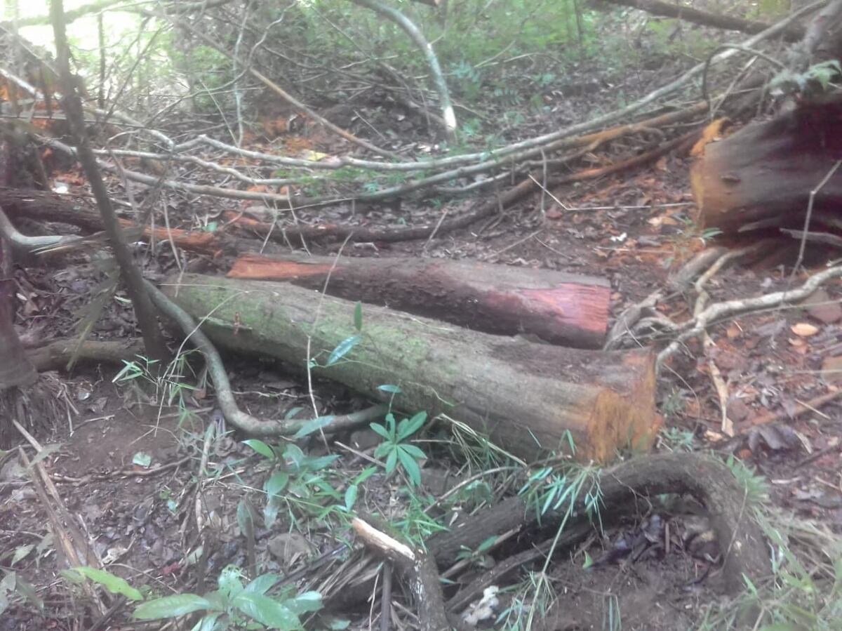 Aprehendidos: Talando árboles dentro del Parque Nacional Camino de Cruces