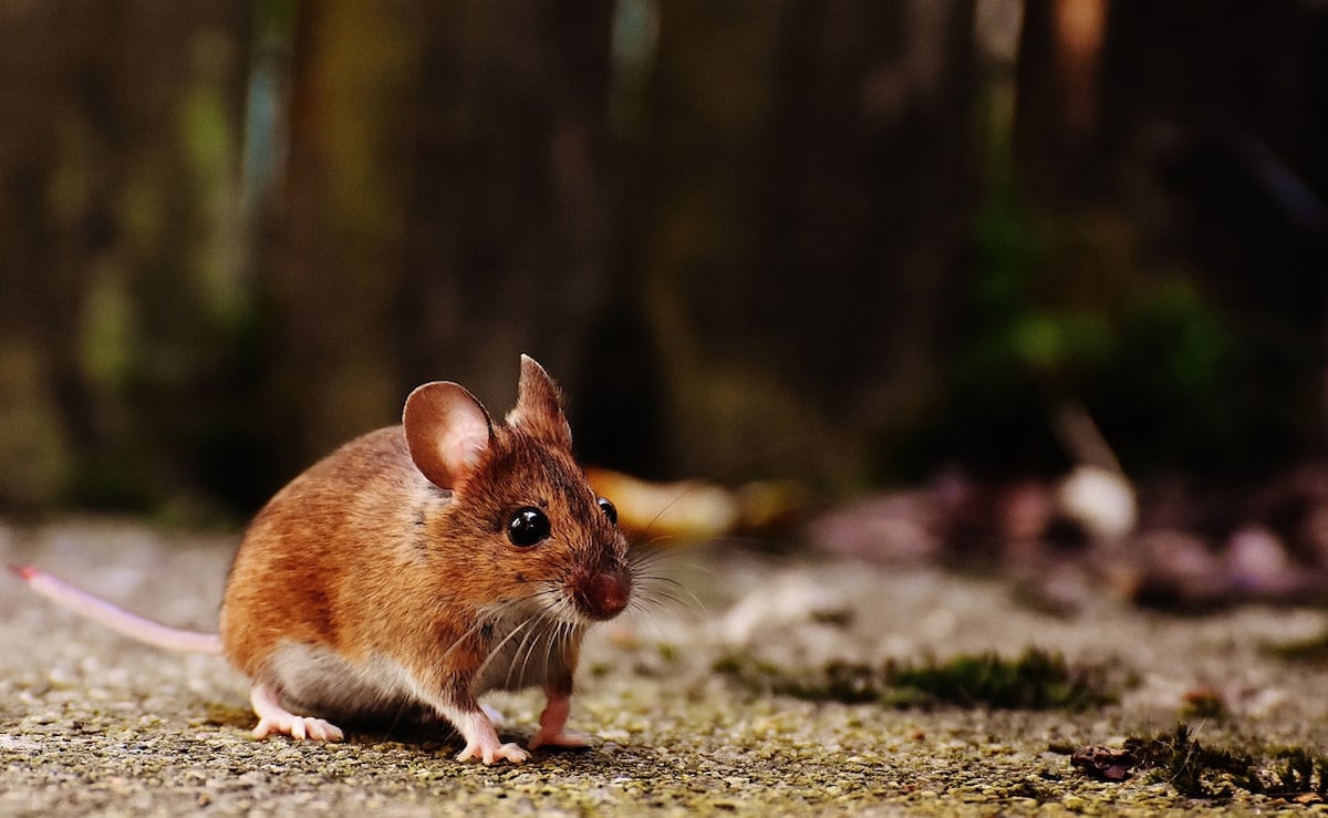 En Herrera muere una persona por hantavirus y se reportan seis casos más del virus en el país