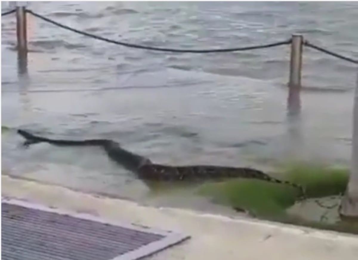 Revuelo. Una enorme serpiente se paseaba en la Cinta Costera. La capturan. Video