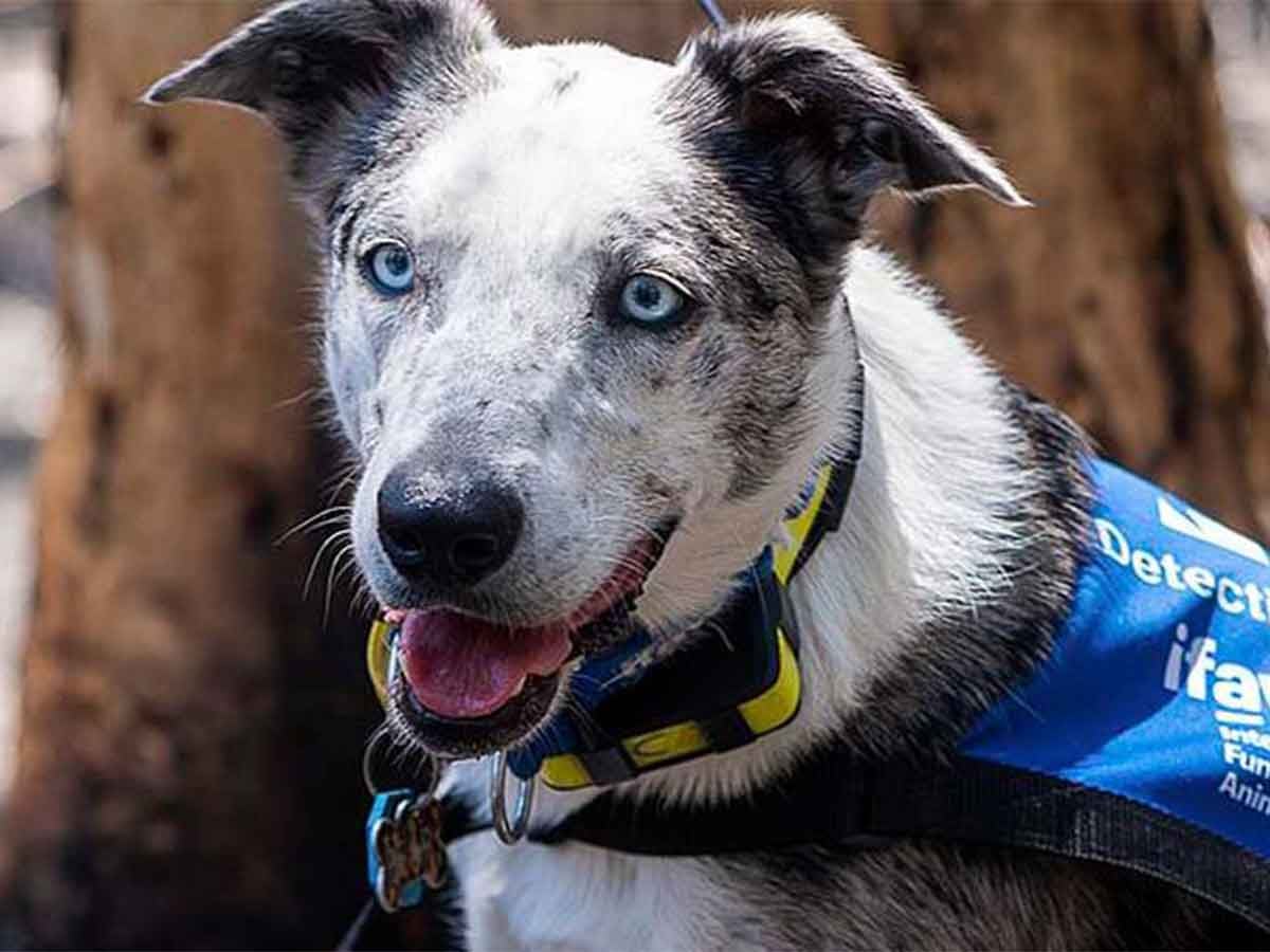 Oso, el perro abandonado que rescata koalas en Australia