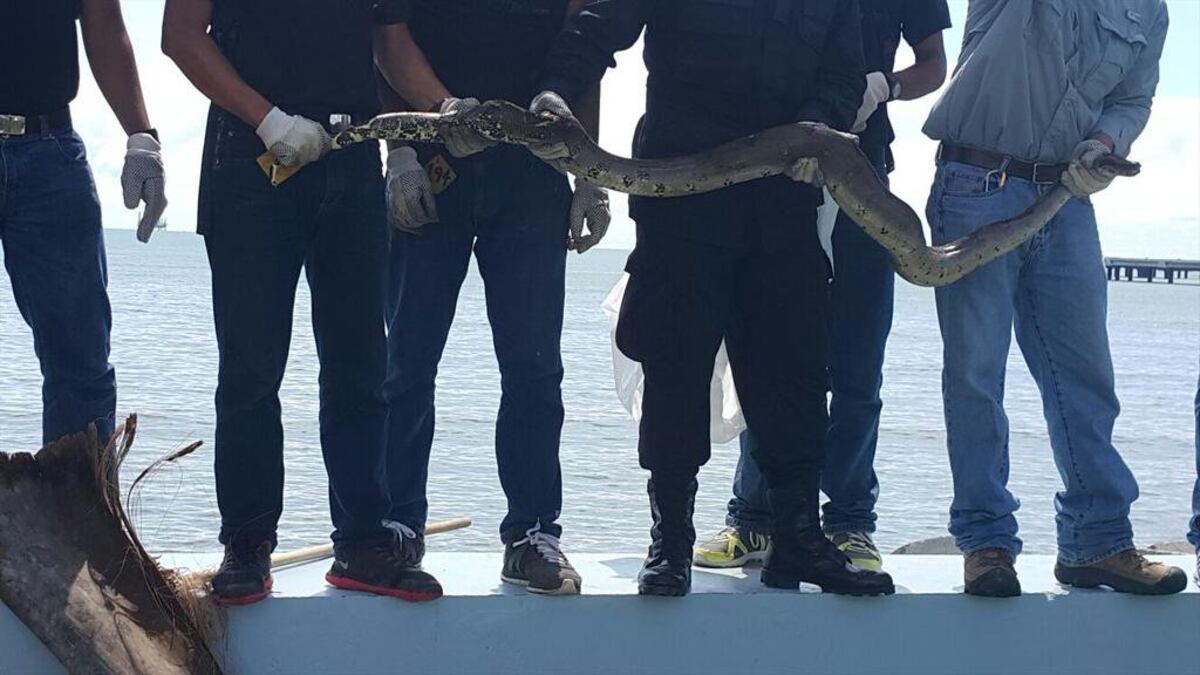 Revuelo. Una enorme serpiente se paseaba en la Cinta Costera. La capturan. Video