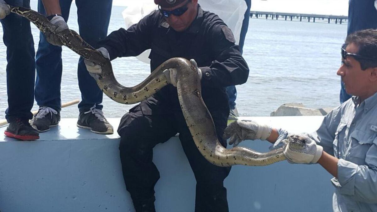 Revuelo. Una enorme serpiente se paseaba en la Cinta Costera. La capturan. Video