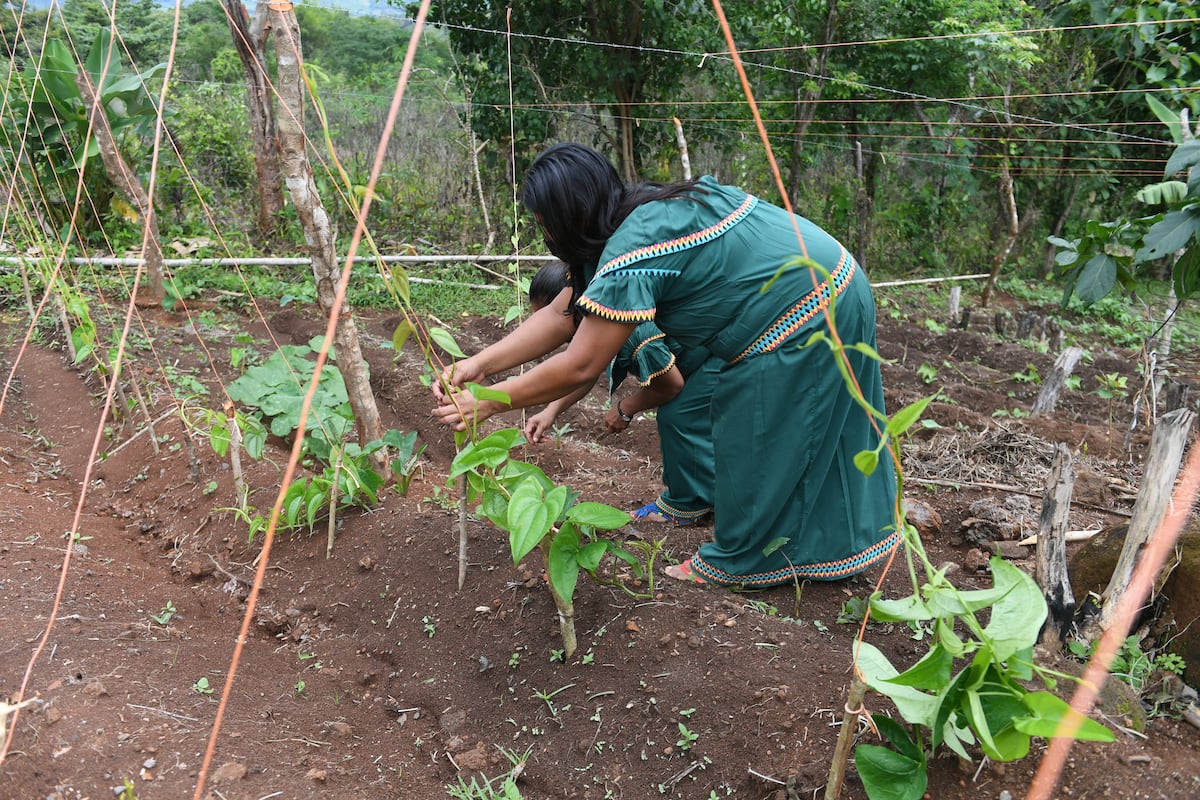 Mujeres laboriosas. En la comarca Ngäbe Buglé  cosechan varios rubros