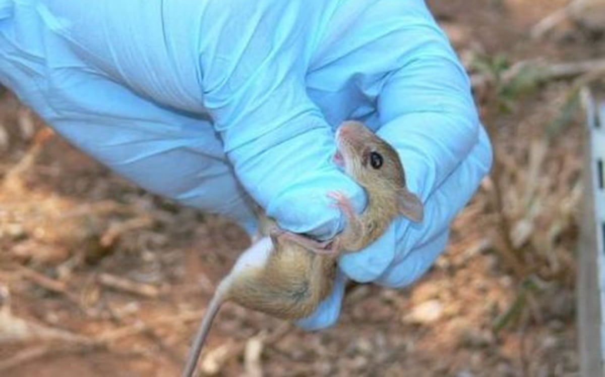 En Herrera muere una persona por hantavirus y se reportan seis casos más del virus en el país