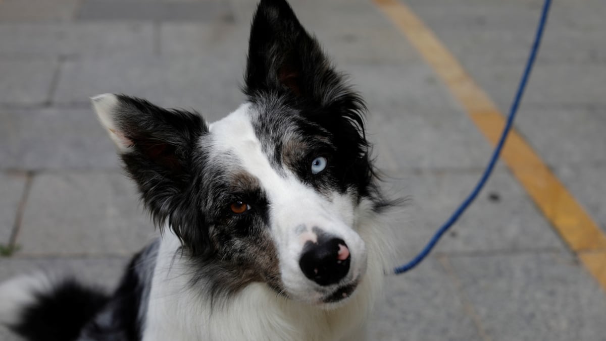 Un perro hereda cinco millones de dólares tras la muerte de su propietario en EE.UU.