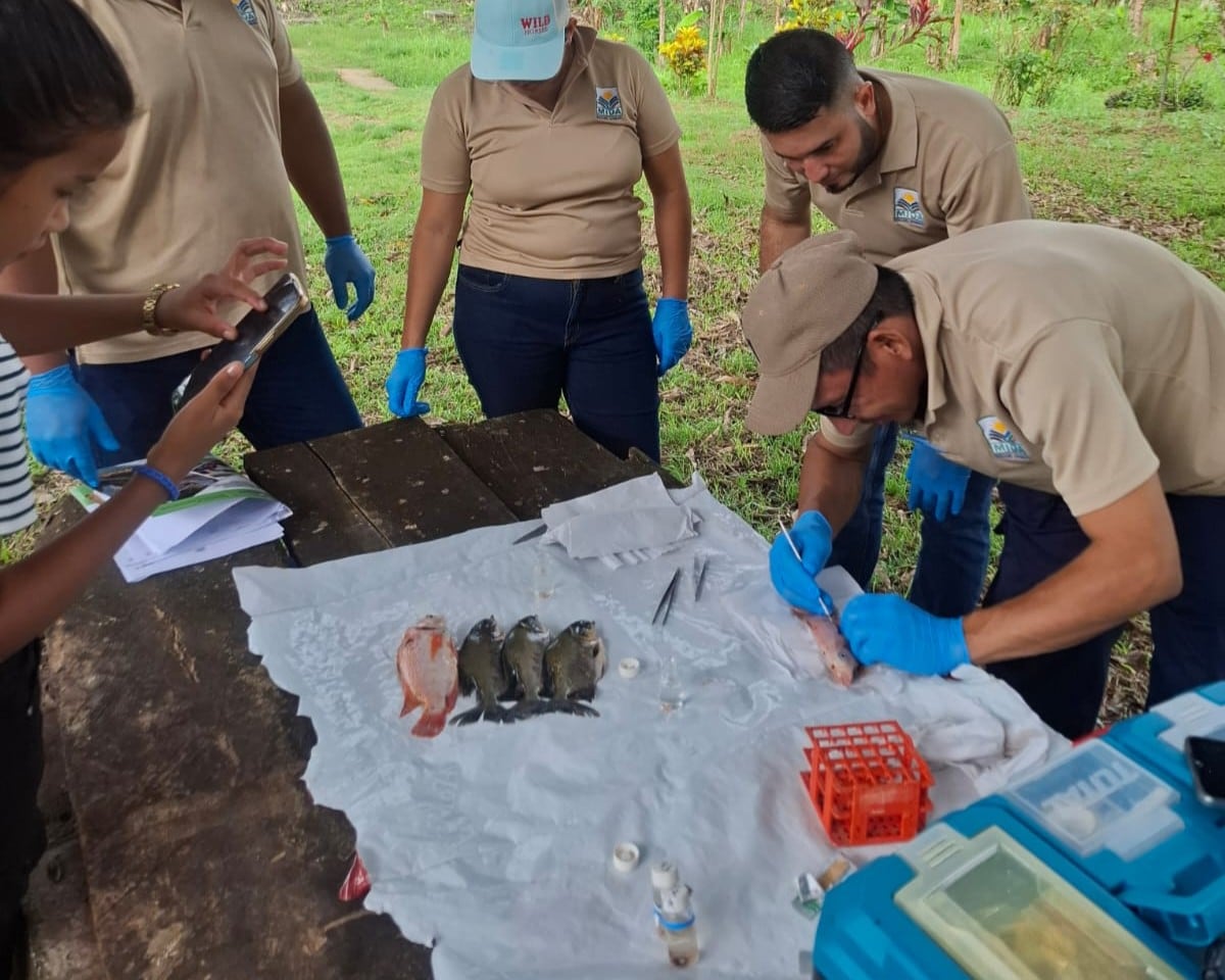 Técnicos del MIDA se capacitan en Darién para vigilar la salud de camarones y tilapias
