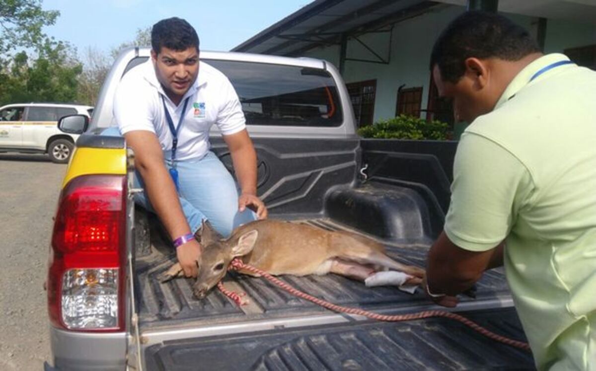 Rescatan venado herido en Chitré 