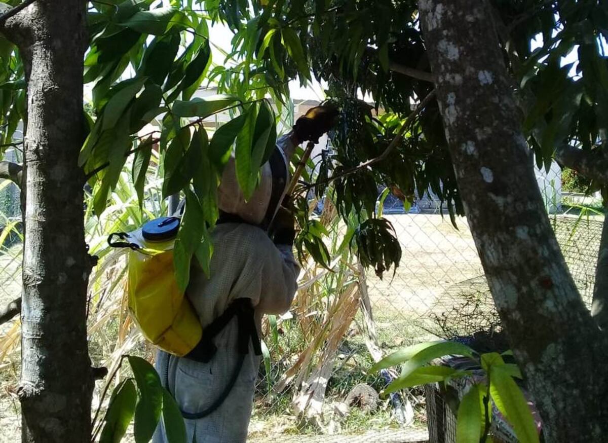 Adulto mayor muere a consecuencia de picadura de abejas en la comarca Ngäbe Buglé