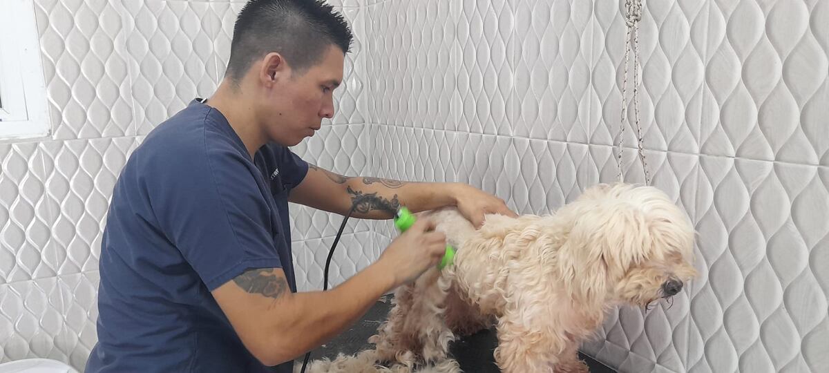 Cosas importantes que debes saber sobre el baño de tu amigo peludo