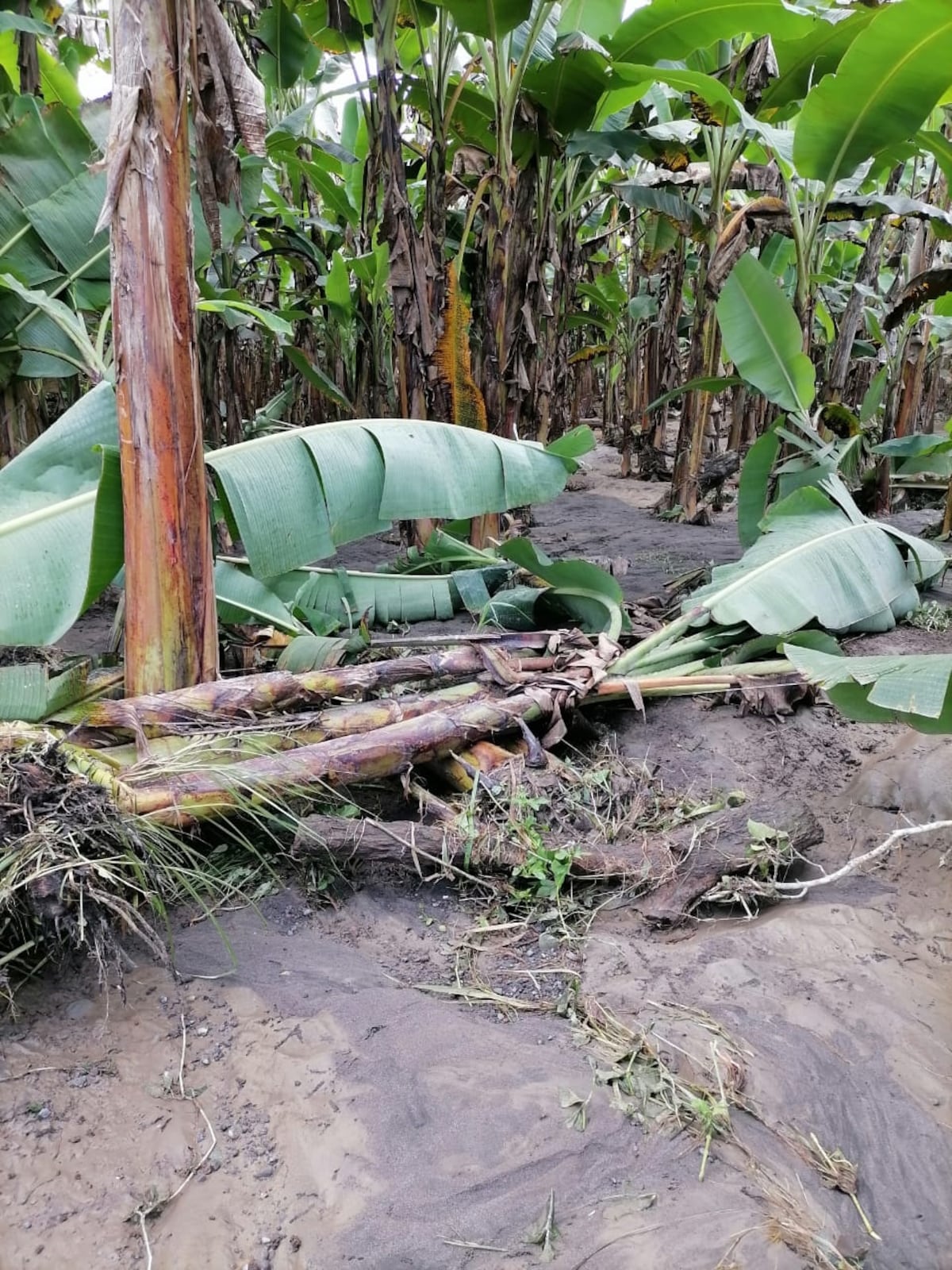 Productores de Barú claman por ayuda urgente tras impacto de la tormenta ‘Sara’