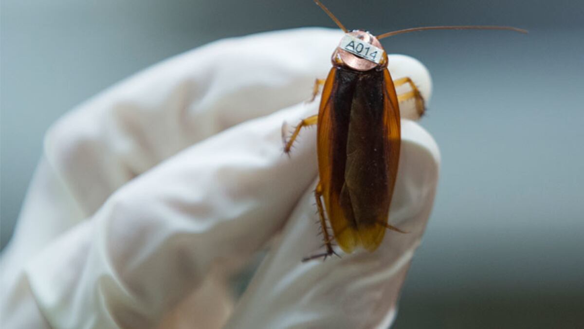 FOTO | Mujer vivió más de una semana con una cucaracha en el oído