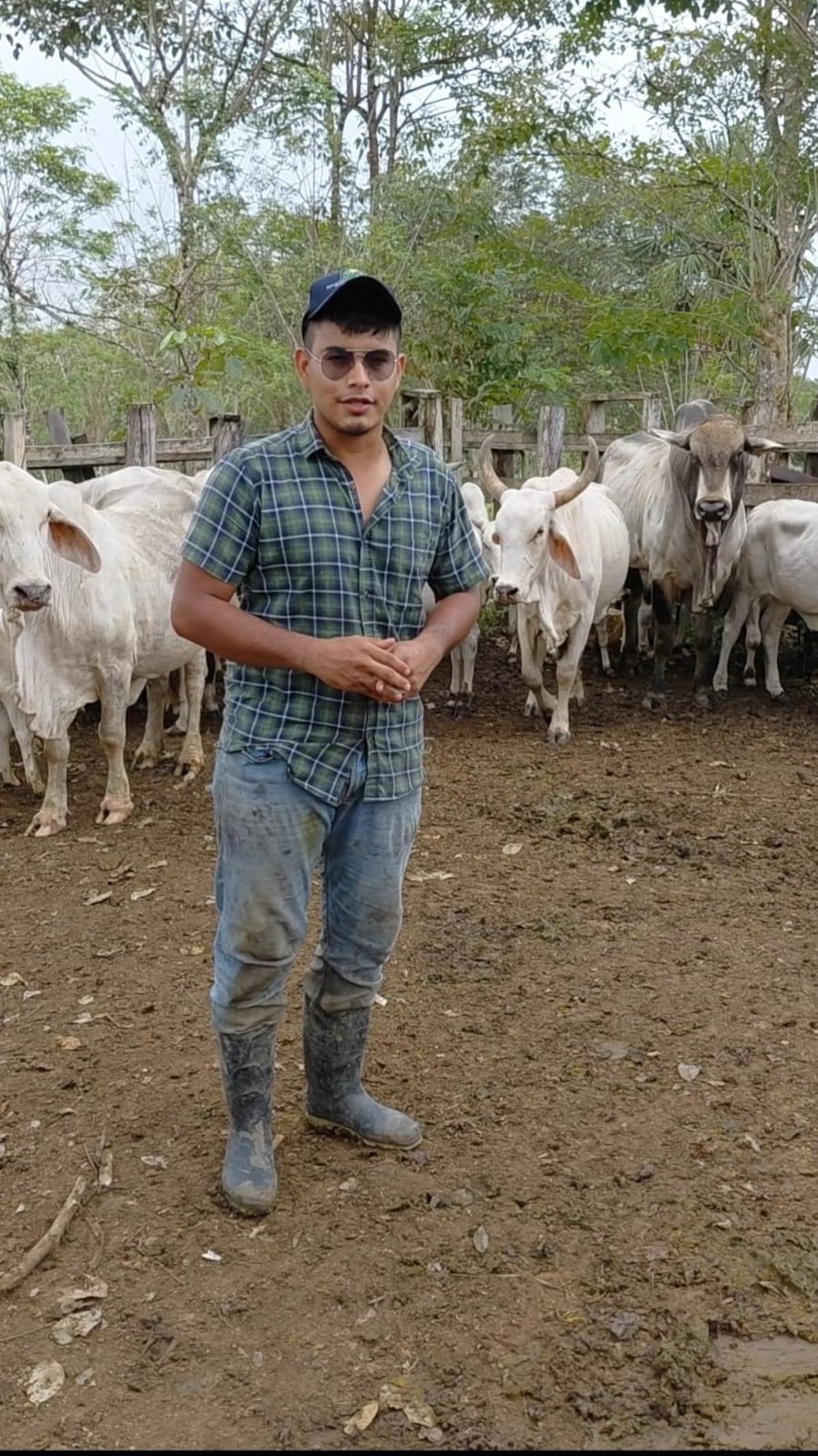 Un solo semental logra 25 crías y llama la atención en Darién